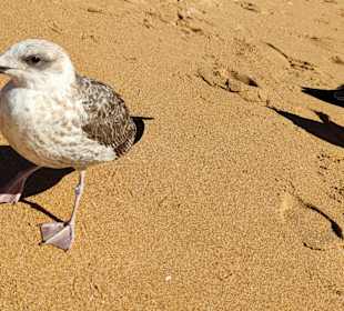 Praia de Nossa Senhora da Rocha