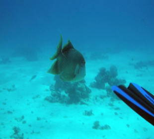 Gelbsaumdrückerattacke