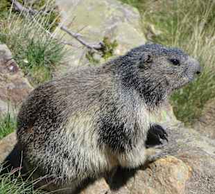 Murmeltieren auf Spielboden
