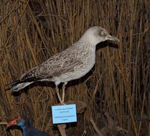 Rundgang durch das Museo della Foca Monaca