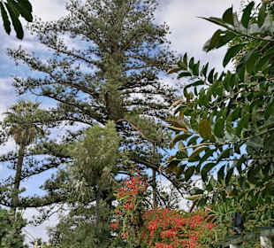 Botanischer Garten Puerto de la Cruz