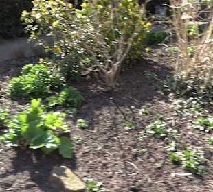 Apothekergarten Ettlingen