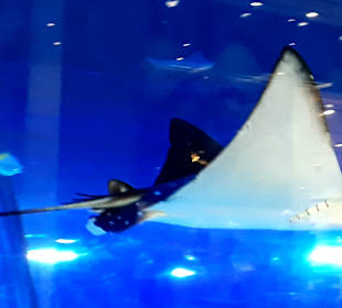 Dubai Aquarium