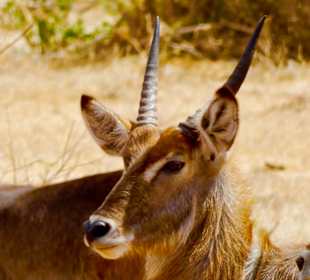 Waterbuck