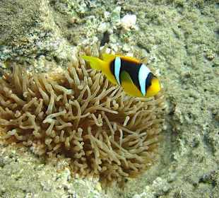 Anemonenfisch