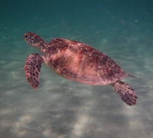 Hotel Gorgonia Beach