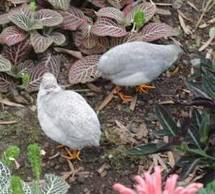 Waren auch zahlreich vertreten