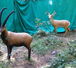 Neues im Kletterwald 09-2012