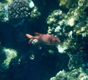 Meeresbewohner vom Riff Hotel Iberotel Coraya Beach