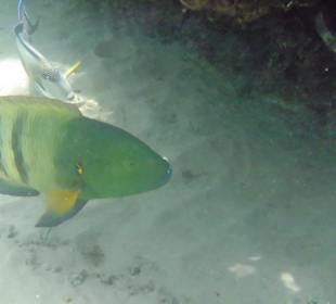 ...Regenbogenfisch...