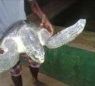 Einer der Pfleger hebt eine kranke Schildkröte an.