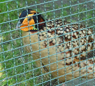 Blaubauch Tragopan