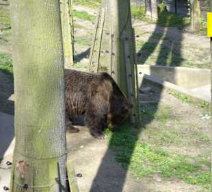 Berounské medvědárium