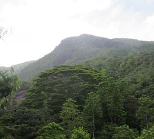 Ausblick auf den Regenwald