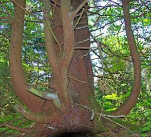Der Therapeutische Wanderweg