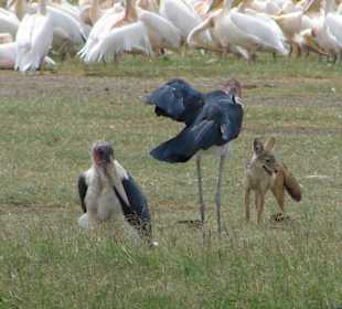 Marabu und Schakal