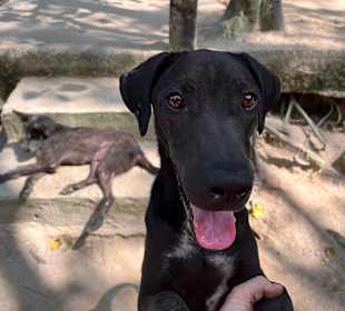 Dog and Cat Rescue Samui Foundation