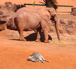 Tiere im Oasis Park Fuerteventura