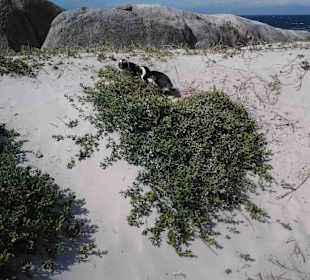 Boulders Beach