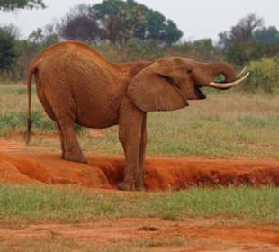 Junger Elefant im Tsavo ost