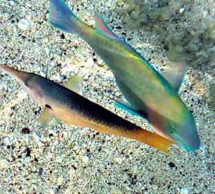 Fische direkt im knietiefen Wasser mit Handy fotografiert