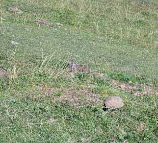 Murmeltier auf der Madritsche