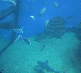 Palma Aquarium