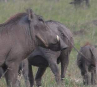 Masai Mara