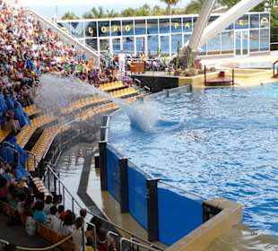 Orca Show