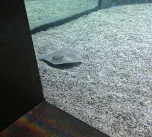 Aquarium in Hurghada