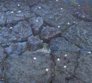 Unterirdischer See mit blinden Albino-Krebsen 