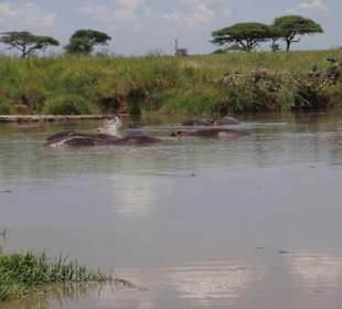 Nilpferde in der Serengeti 