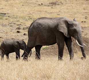 Mama Elefant und ihr Baby
