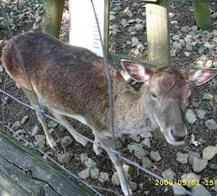 Tiere