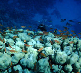 Feuerfisch am Riff beim Schnorcheln