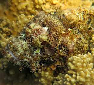 Schnorcheln am Hausriff