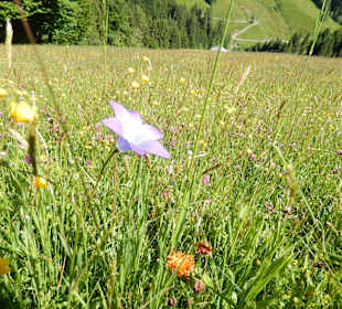 Blumen und Kräuterwiese