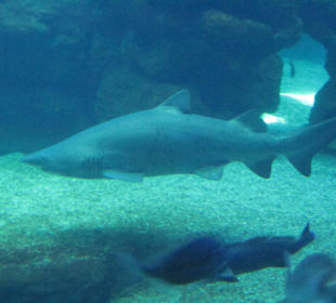 Palma Aquarium