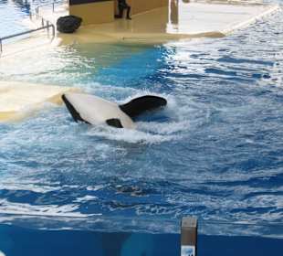 Шоу касаток