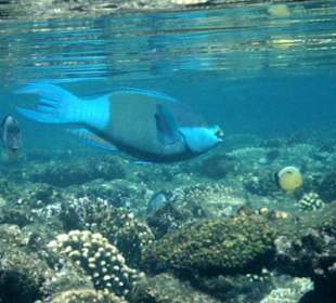 Papageienfisch