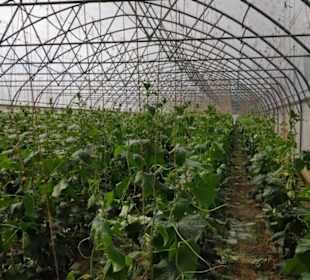 Tomaten Urlmüller
