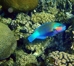 Papageinenfisch