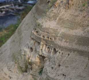 Nisthöhlen der Uferschwalben