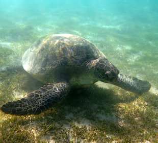 Grüne Riesenschildkröte