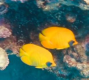 Tauchbasis Coraya Divers Marsa Alam