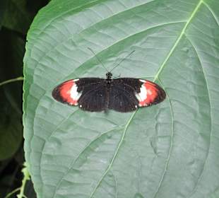 Im Schmetterlingshaus