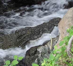 Julius Tact / JT Safaris 