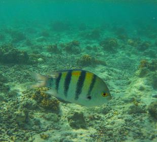 Blue Reef Red Sea Resort