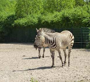 Hartmann Bergzebras