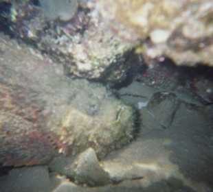 Ein "Monster" Drachenkopf